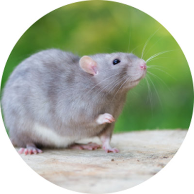 Eine graue Ratte schaut nach oben.