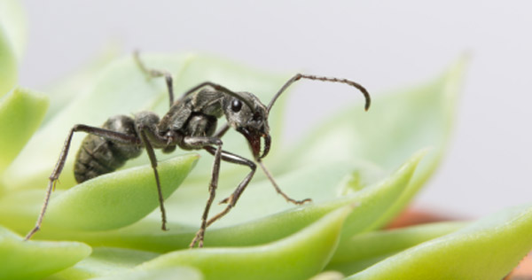 Schwarze Wegeameise, Pharaoameise, Braune Wegeameise